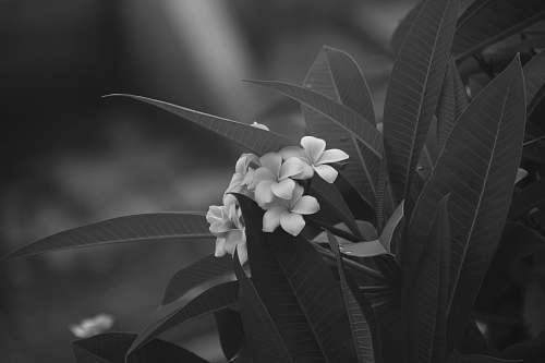 grey grayscale photography of 5-petal flowers plant