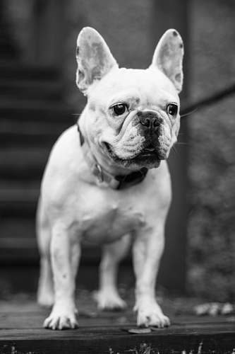dog grayscale photography of adult French bulldog looking at direction animal