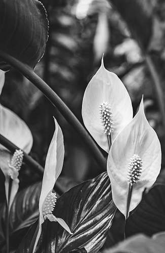 plant grayscale photography of anthurium plant flower