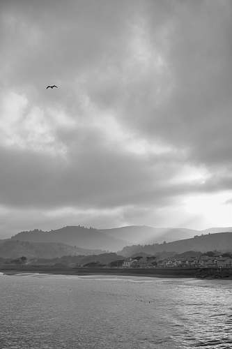 grey grayscale photography of bird flying near mountian adventure