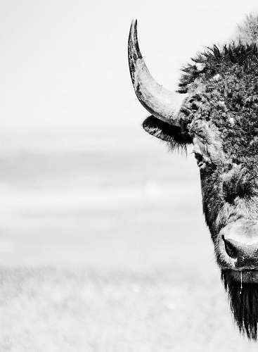 wildlife grayscale photography of cow bison
