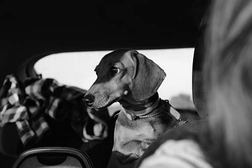 human grayscale photography of dog facing sideways person