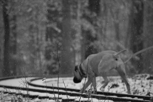 grey grayscale photography of dog walking on train rails canine