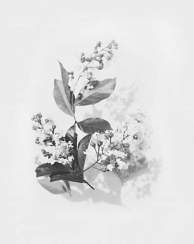 grey grayscale photography of flowers flower