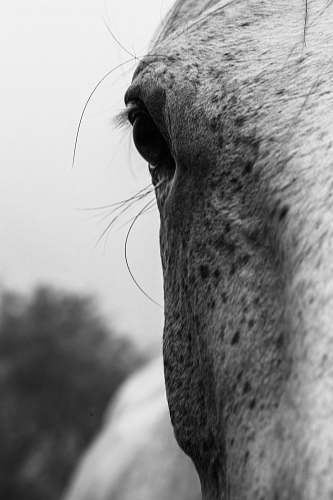 face grayscale photography of horse mammal