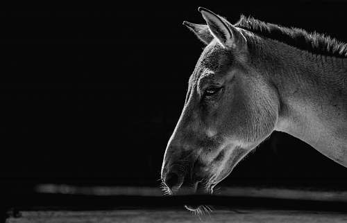 horse grayscale photography of horse animal