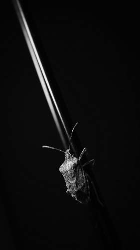 animal grayscale photography of insect insect