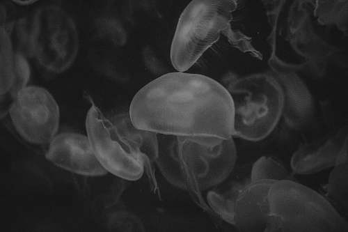 animal grayscale photography of jellyfish jellyfish