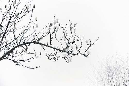 nature grayscale photography of leafless tree outdoors