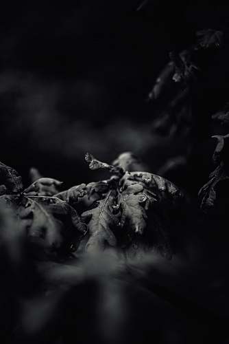 grey grayscale photography of leaves black