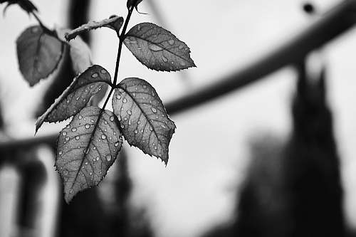 leaf grayscale photography of leaves branch
