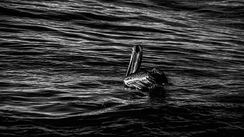 animal grayscale photography of pelican on rippling water bird