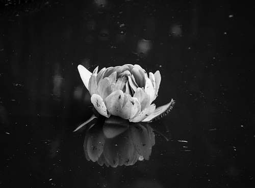plant grayscale photography of peony flower