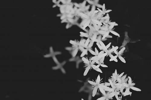 grey grayscale photography of petaled flowers flower