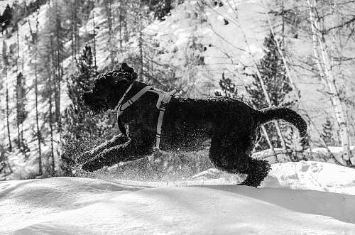 animal grayscale photography of short-coated dog running on snowy field dog