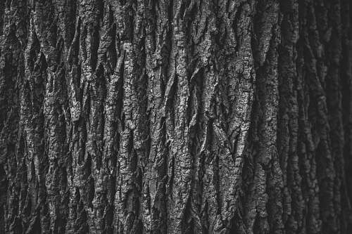 grey grayscale photography of tree tree