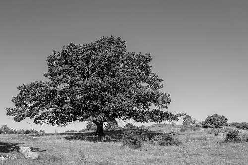 tree grayscale photography of tree plant