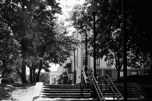 banister grayscale photography of trees handrail
