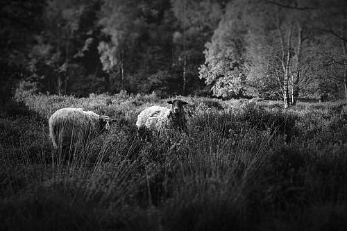 belgium grayscale photography of two sheeps grass