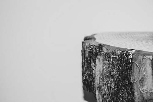 grey grayscale photography of wood slab tree stump