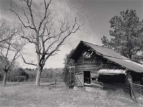 nature grayscale photography of wooden house beside tree outdoors
