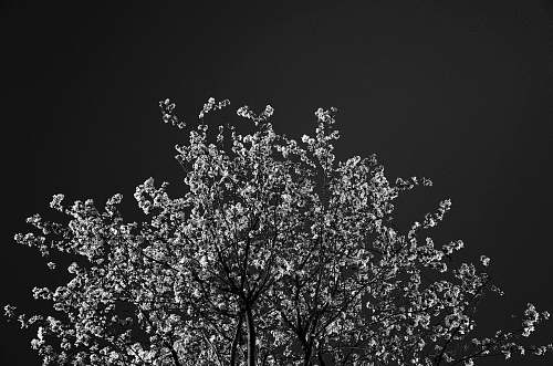 tree grayscale plant flower