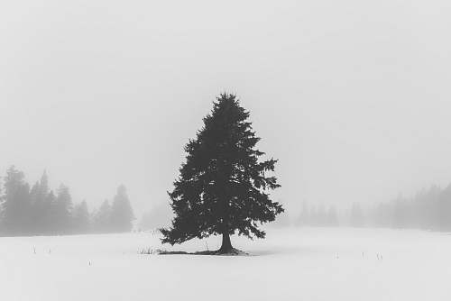 tree green tree grey