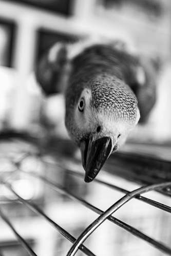 turkey grey bird canine