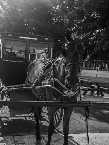 horse grey-scale photo of horse animal