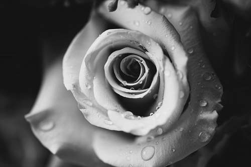 flower greyscale photo of water droplets on top of flower rose