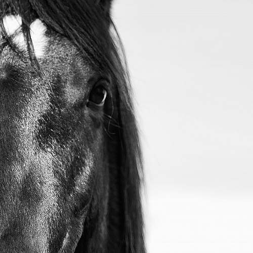 animal horse head horse