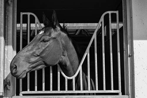 animal horse in stable with head looking outside horse