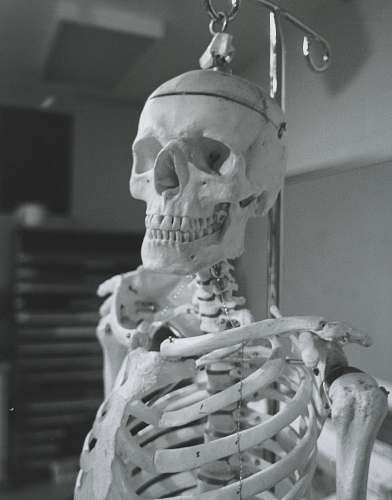 grey human skeleton skeleton