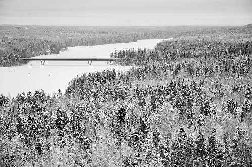 water landscape photography of forest flora