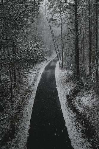 grey lined trees on pathway at daytime path