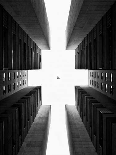 building low-angle grayscale photography of bird in flight over tall buildings corridor