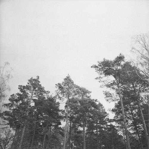 plant low angle photography of trees under foggy weather vegetation