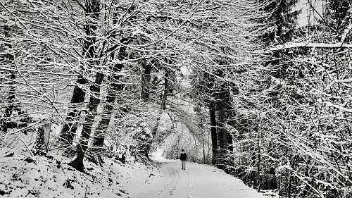 grey man standing between bare trees snow