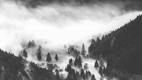 fog mountain covered with pine tree grayscale photography nature