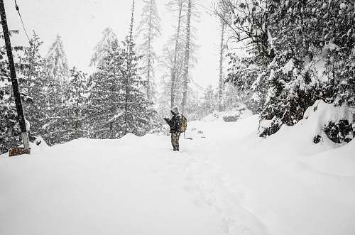 shimla person standing in the middle of snowfield near trees india