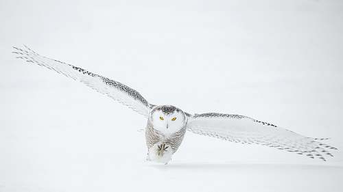 animal photo of flying owl owl
