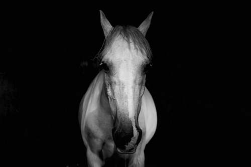 animal photo of white horse horse