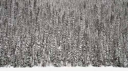 grey pine trees covered in snow tree