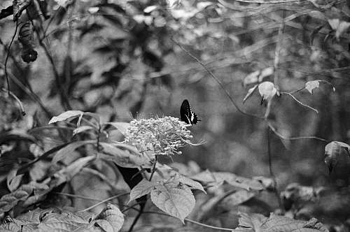 grey selective color photography of black and white butterfly perching on petaled flowers plant