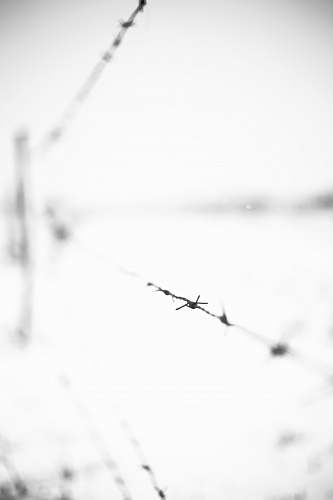 white selective focus photography of barbwire wire