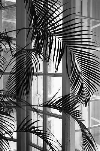 plant shallow focus photo of green plants window