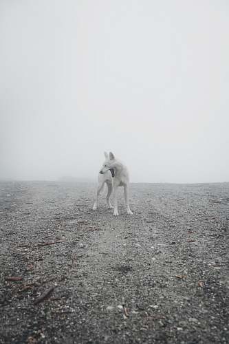 grey short-coated white dog animal