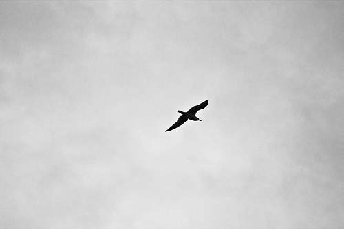 sky silhouette of bird flying flight