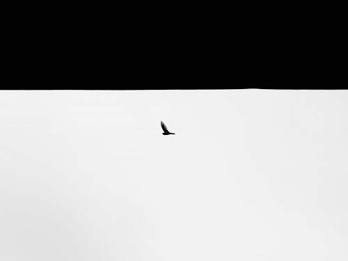 animal silhouette of bird illustration bird