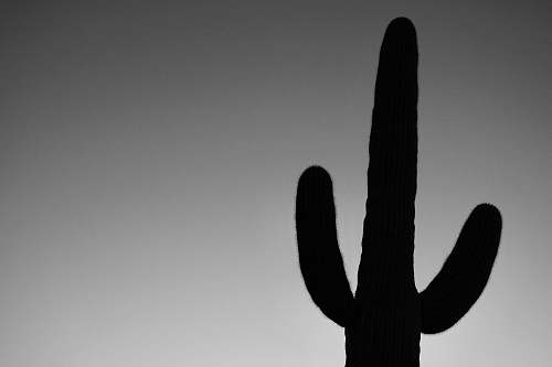 plant silhouette of cactus plant cactus